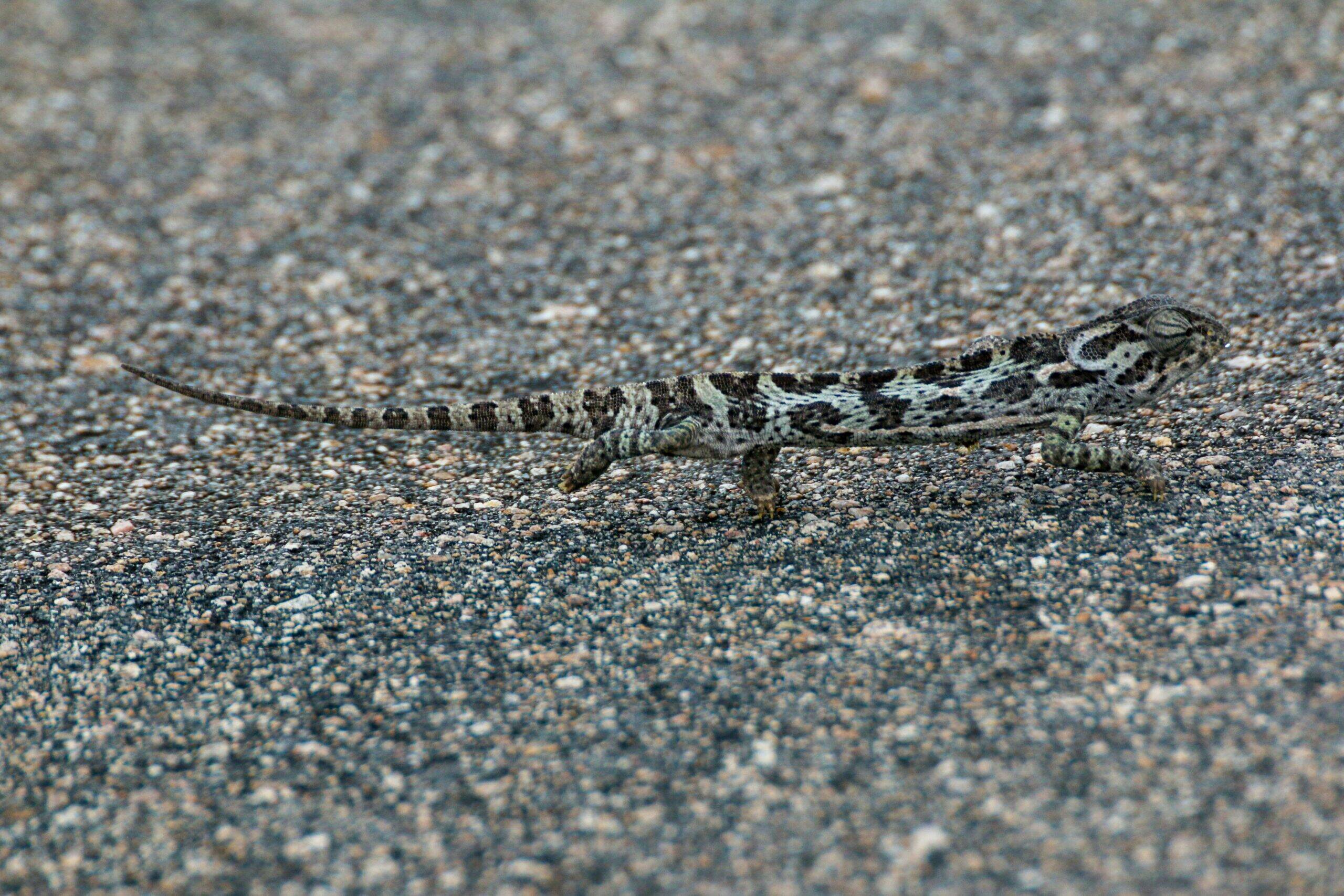 plan-d-adaptation-lezard-fond-gris-haatch-scaled.jpg