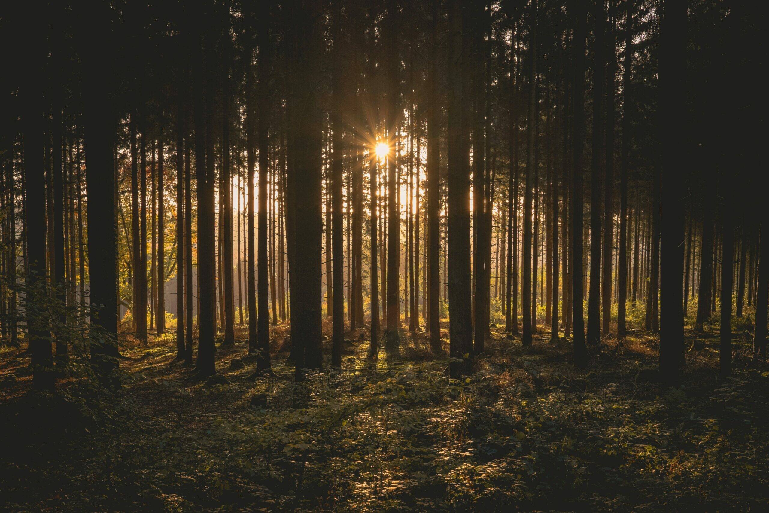 strategie-climat-et-trajectoire-bas-carbone-foret-arbres-soleil-haatch-scaled.jpg